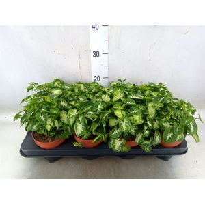 Syngonium  'Pixie'