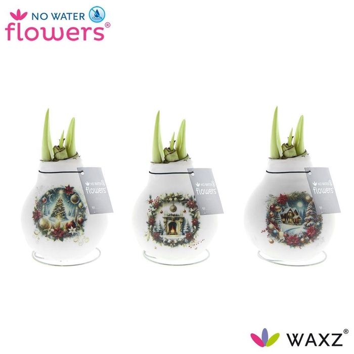 <h4>arr4 Amaryllis VH - Craftz Chirstmas eve</h4>