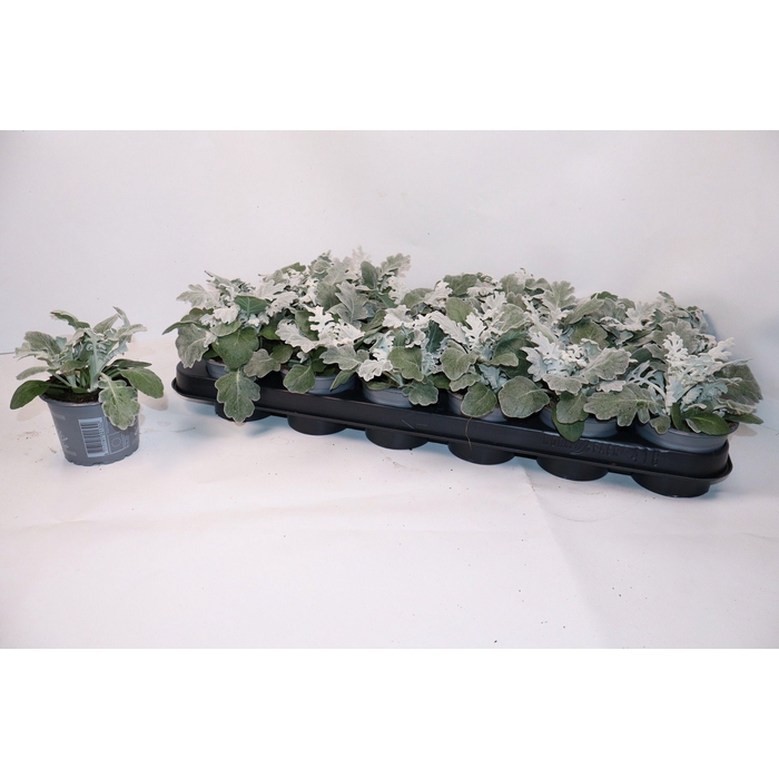 <h4>JACOBAEA MARITIMA</h4>