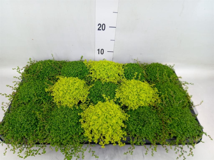 <h4>Soleirolia soleirolii   ...mix 2</h4>