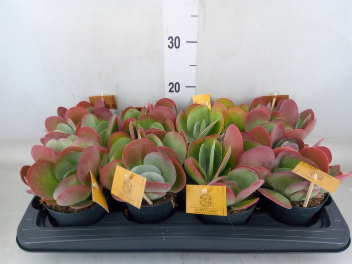 <h4>Kalanchoe NF thyrsiflora</h4>