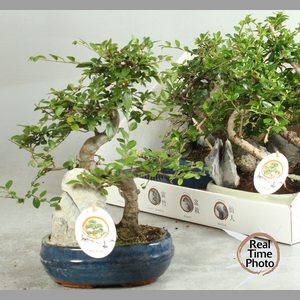 BONSAI GEM