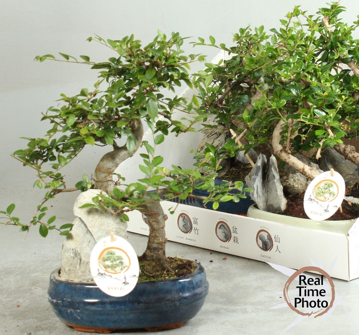 <h4>BONSAI GEM</h4>