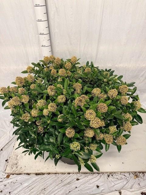 <h4>SKIM J FRAG CLOUD</h4>