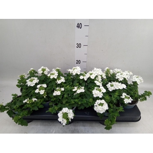 Verbena  'Lascar White'