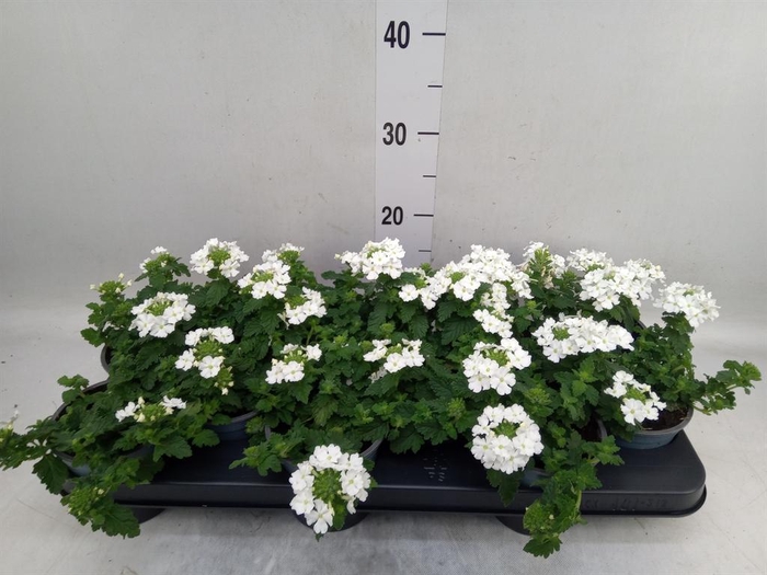 <h4>Verbena  'Lascar White'</h4>