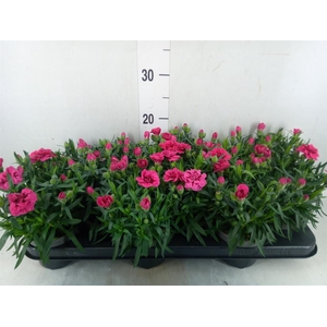 Dianthus  'Super Trouper Oscar'