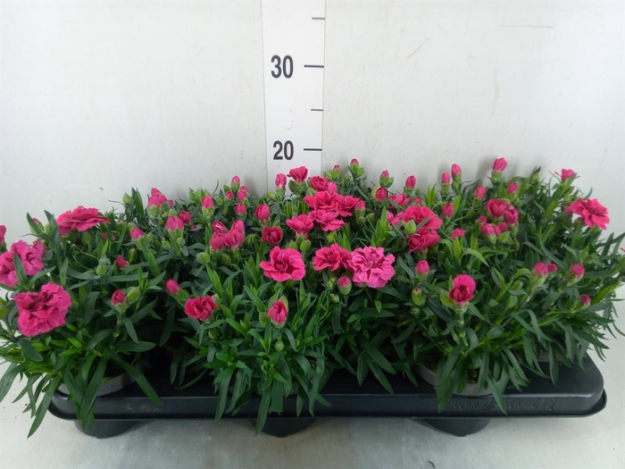 <h4>Dianthus  'Super Trouper Oscar'</h4>