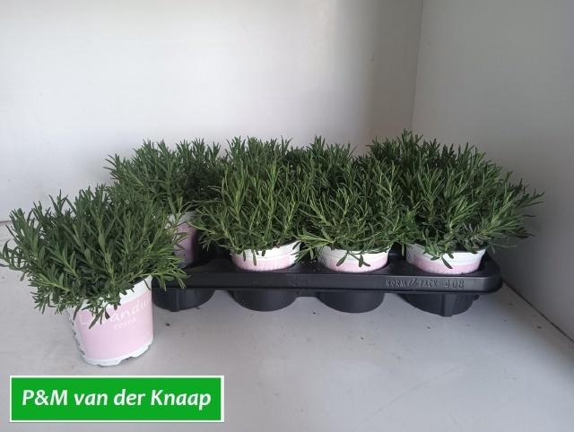 <h4>LAVAN AN ROSEA</h4>