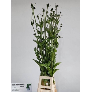 DIPSACUS