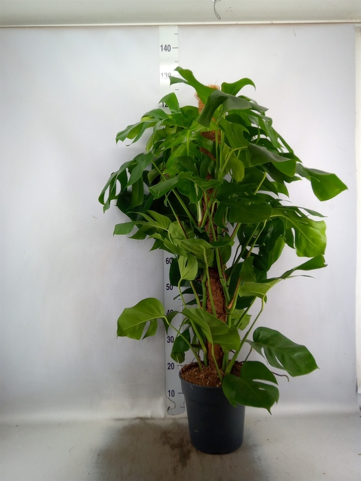 <h4>Monstera pertusum</h4>