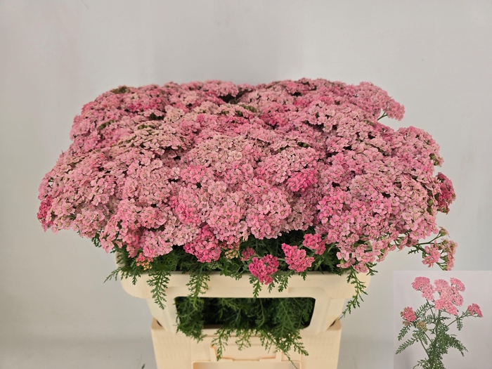 <h4>ACHIL M DOUTZE</h4>