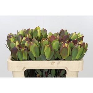 Leucadendron Pom-Pom Green Ball