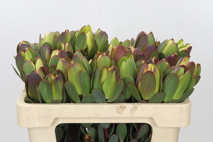 <h4>Leucadendron Pom-Pom Green Ball</h4>