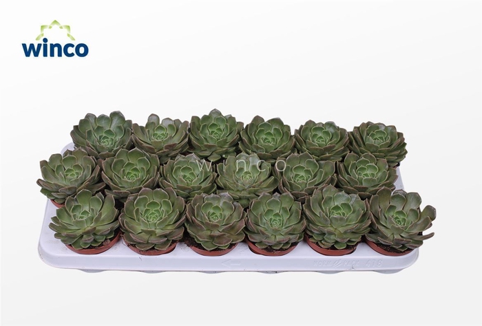 <h4>Echeveria Bron Rose</h4>