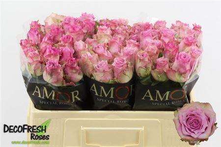 <h4>R Gr Rosemary</h4>