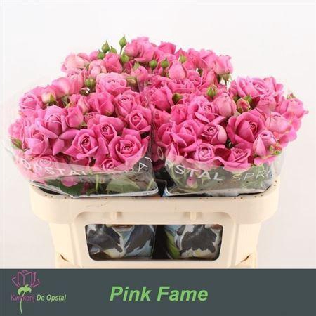 <h4>R Tr Pink Fame</h4>