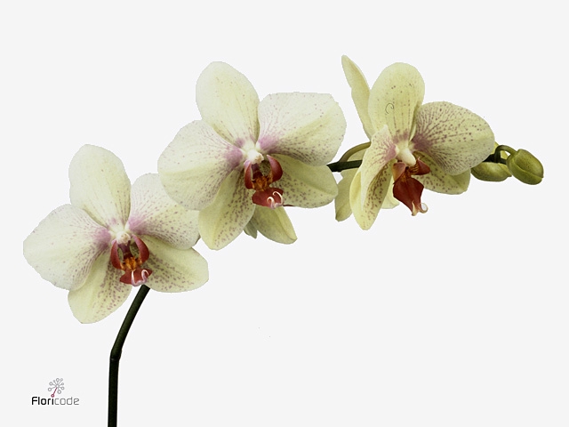 Phalaenopsis Omega