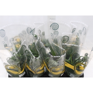 ALBUCA SPIRALIS P14 SEM FLOR