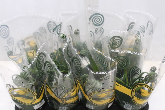 <h4>ALBUCA SPIRALIS P14 SEM FLOR</h4>