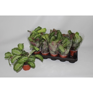 Maranta Silver Band 12Ø 30cm