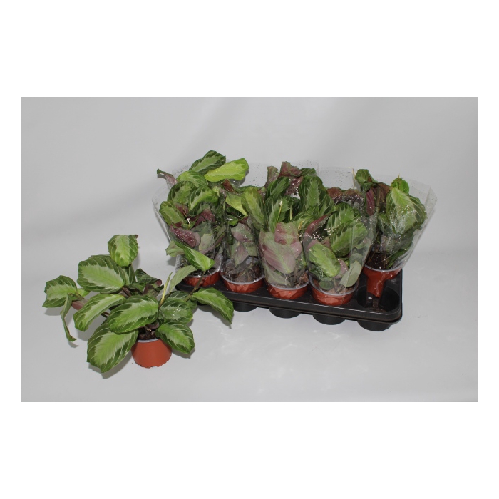 <h4>Maranta Silver Band 12Ø 30cm</h4>
