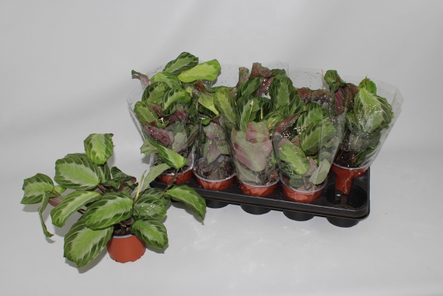 Maranta Silver Band 12Ø 30cm