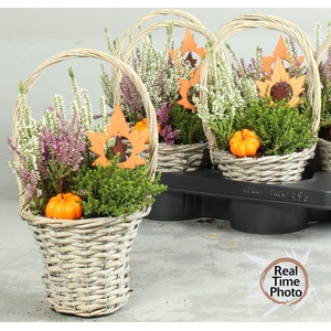 ARR TUINPLANTEN