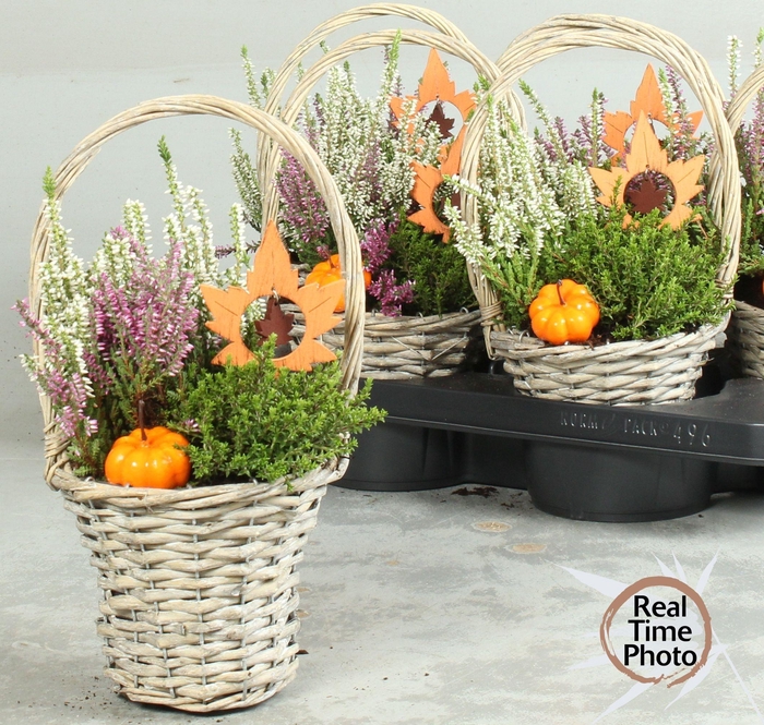 <h4>ARR TUINPLANTEN</h4>