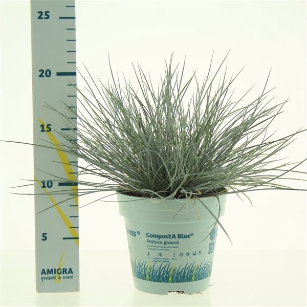 <h4>Festuca glauca CompactA Blue®</h4>