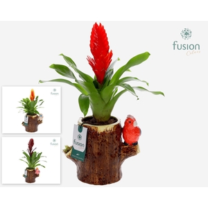 Keramiek boomstam planter met Vriesea