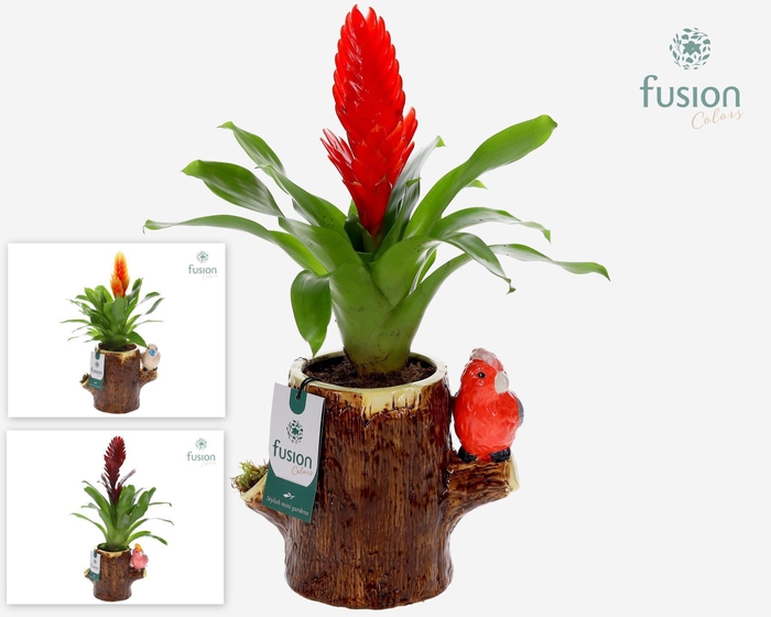 <h4>Keramiek boomstam planter met Vriesea</h4>