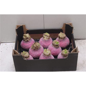 Amaryllis Bol Fuchsia Glitter
