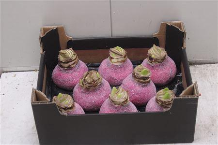 <h4>Amaryllis Bol Fuchsia Glitter</h4>