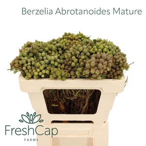 Berzelia Abrotanoides Mature
