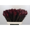 Leucadendron Saf Sunset Dark R.