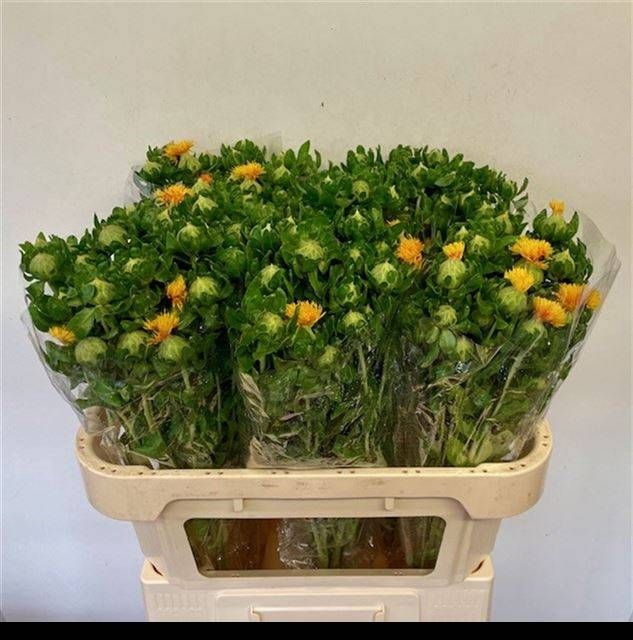 <h4>CARTH T ORANGE GRENA</h4>
