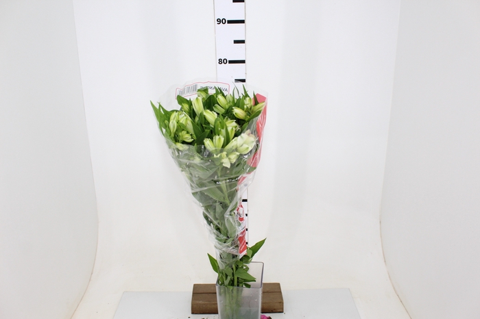 ALSTROEMERIA AVALANGE 080 CM
