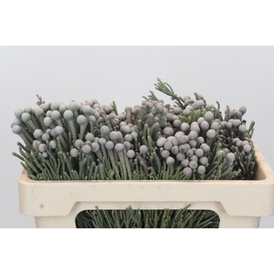 Kaaps Groen Silver Brunia