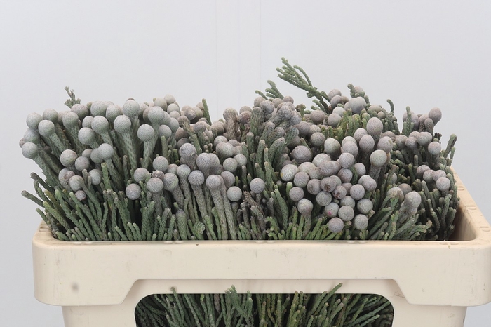 <h4>Kaaps Groen Silver Brunia</h4>