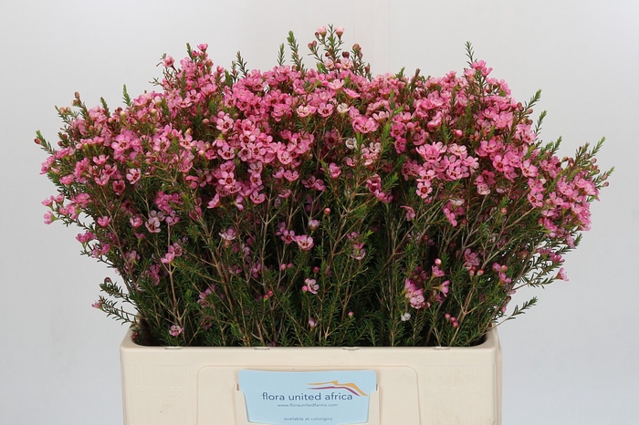 Chamelaucium Sarah's Delight