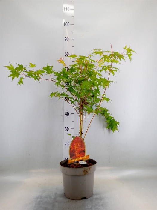 <h4>Acer palmatum</h4>