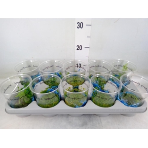 Drijfplanten   ...mix