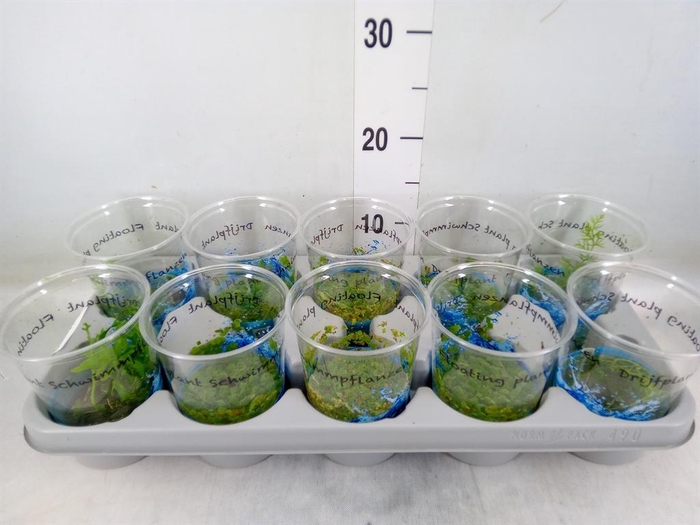 <h4>Drijfplanten   ...mix</h4>