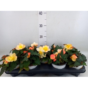Begonia boliv. 'Angel Orange'