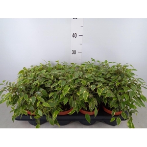 Ficus benja. 'Kinky'