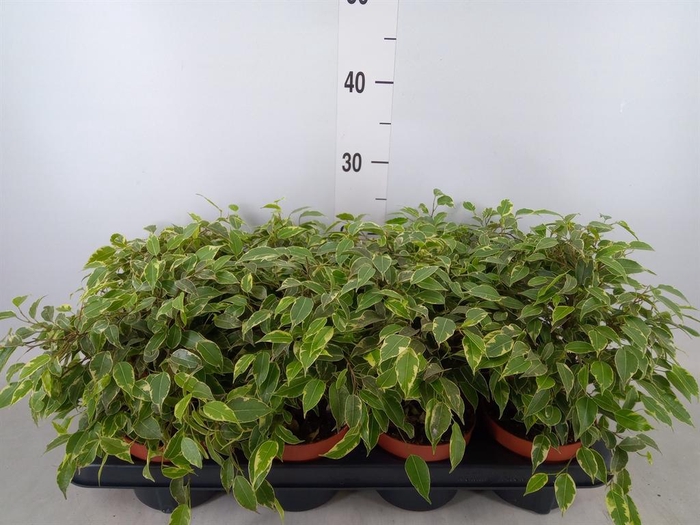 <h4>Ficus benja. 'Kinky'</h4>