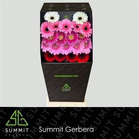 Ge Mi Mixed Ladies Diamond