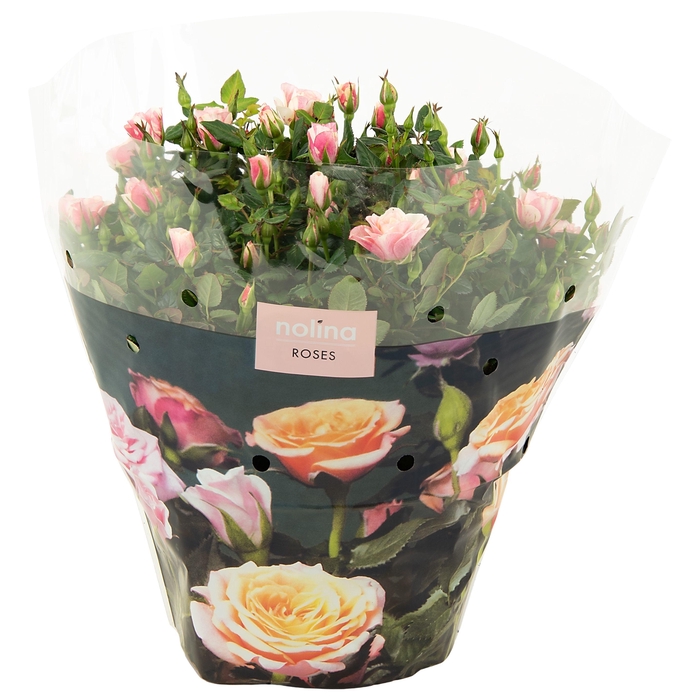 <h4>Nolina Roses Excellent Bowl Ø 23 cm. Piia</h4>