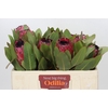 Protea Barbigera Early Mountain Queen